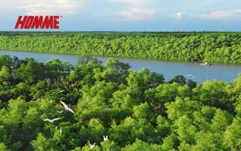 칸지오 맹그로브 숲