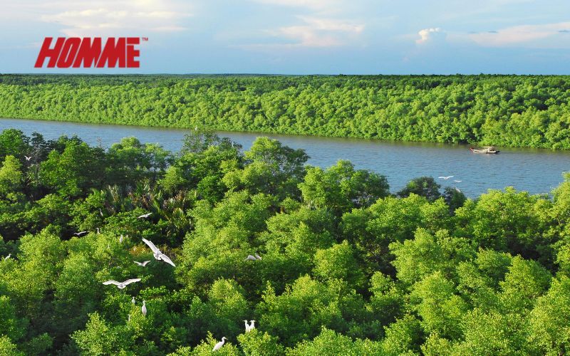 칸지오 맹그로브 숲