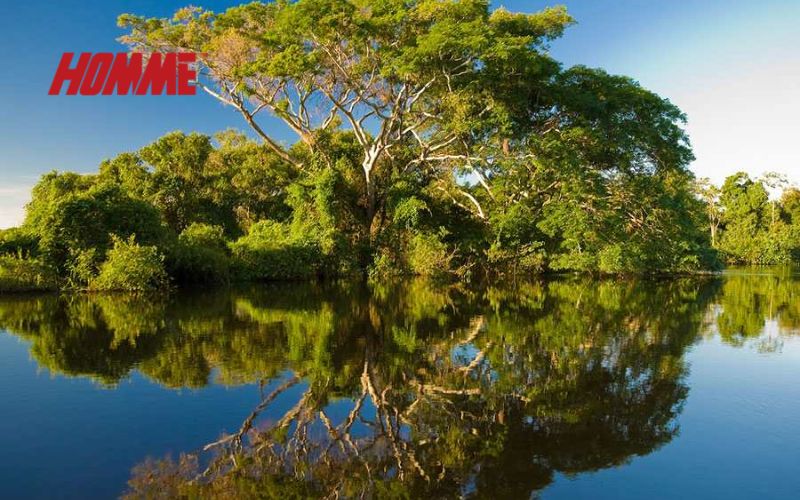 칸지오 맹그로브 숲